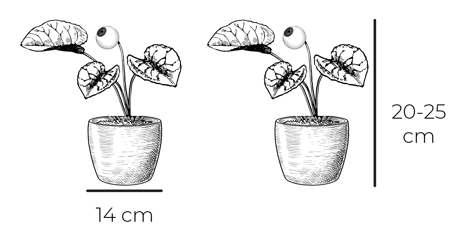 Syngonium Panda dimensions